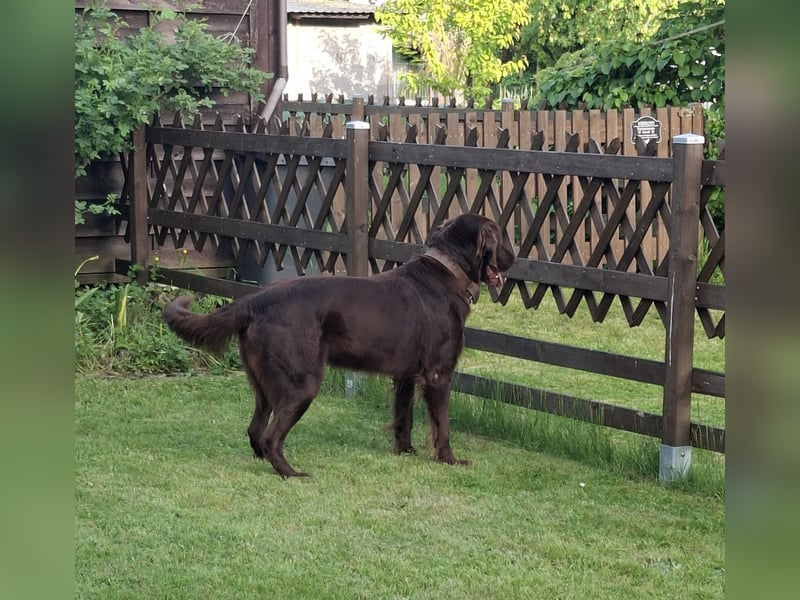 Schöner Deutschlanghaar-Labrador-MIX