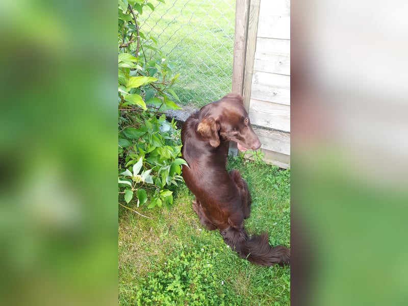 Schöner Deutschlanghaar-Labrador-MIX