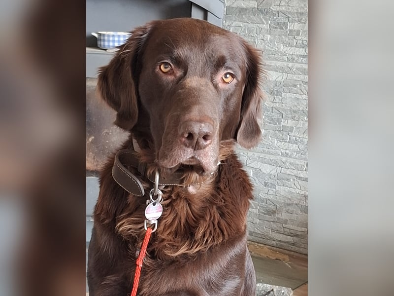 Schöner Deutschlanghaar-Labrador-MIX