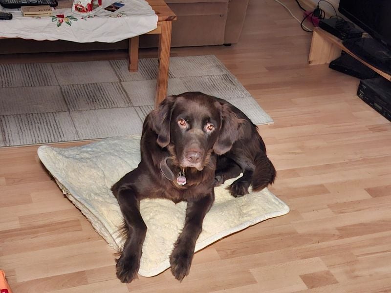 Schöner Deutschlanghaar-Labrador-MIX