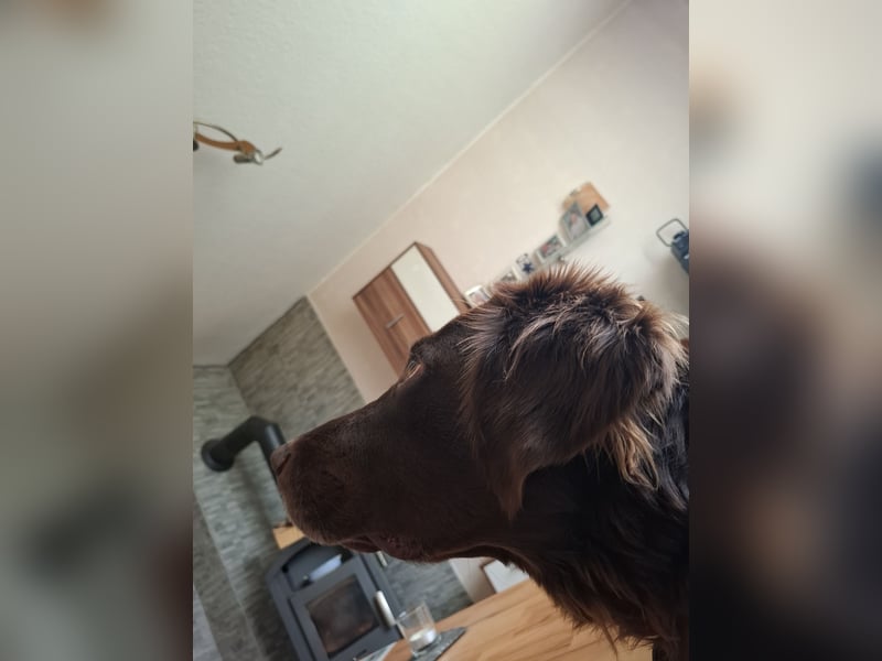 Schöner Deutschlanghaar-Labrador-MIX