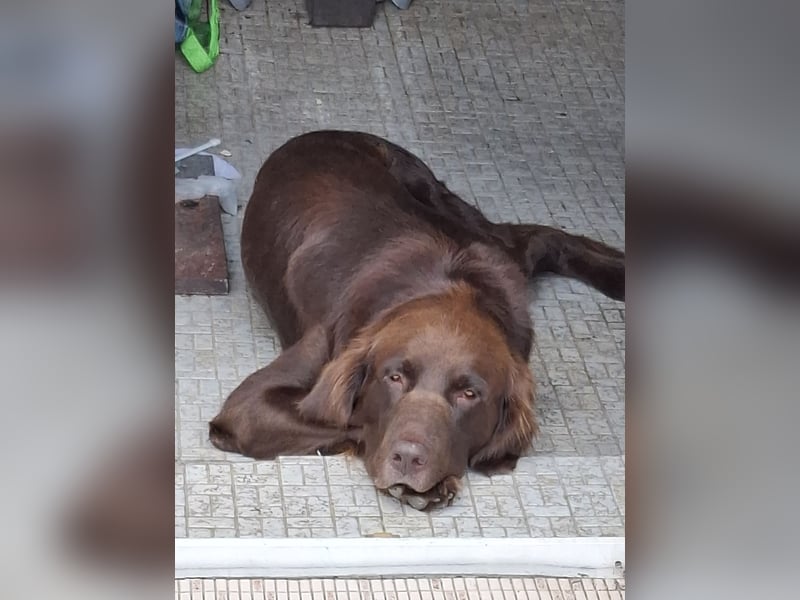 Schöner Deutschlanghaar-Labrador-MIX