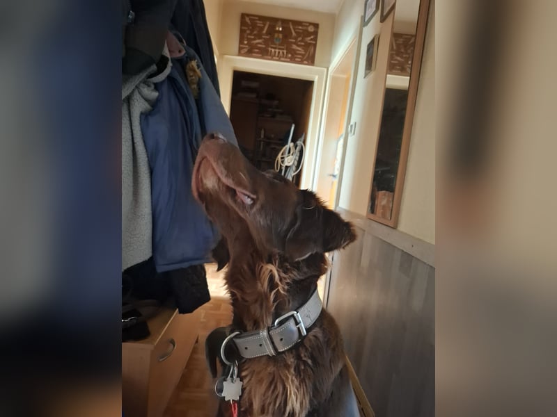 Schöner Deutschlanghaar-Labrador-MIX