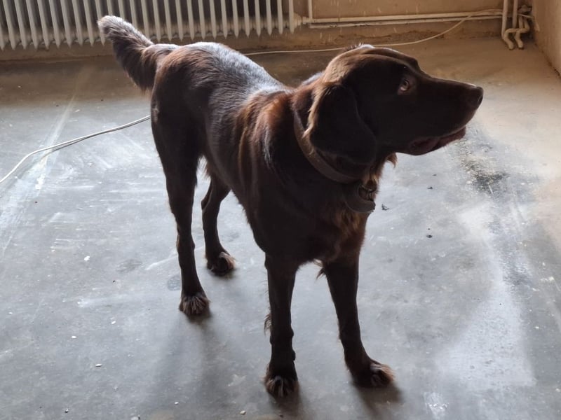 Schöner Deutschlanghaar-Labrador-MIX
