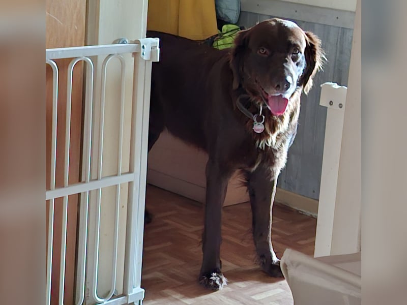 Schöner Deutschlanghaar-Labrador-MIX