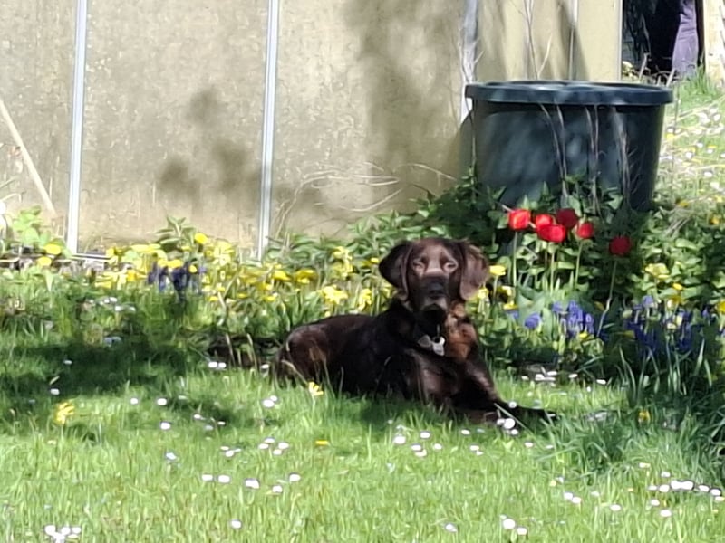 Schöner Deutschlanghaar-Labrador-MIX
