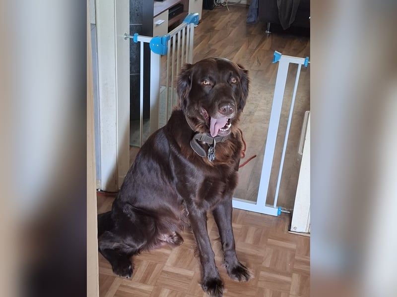Schöner Deutschlanghaar-Labrador-MIX