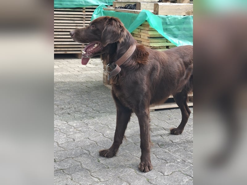 Schöner Deutschlanghaar-Labrador-MIX