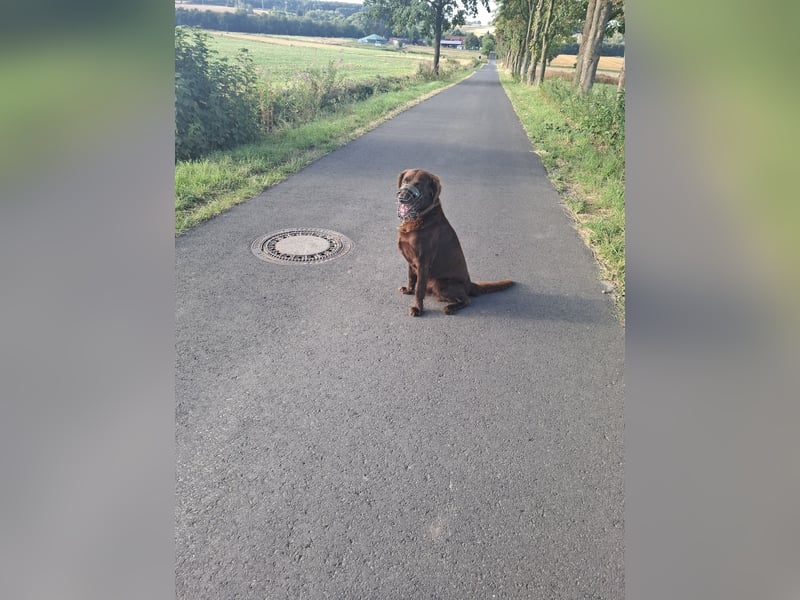 Schöner Deutschlanghaar-Labrador-MIX