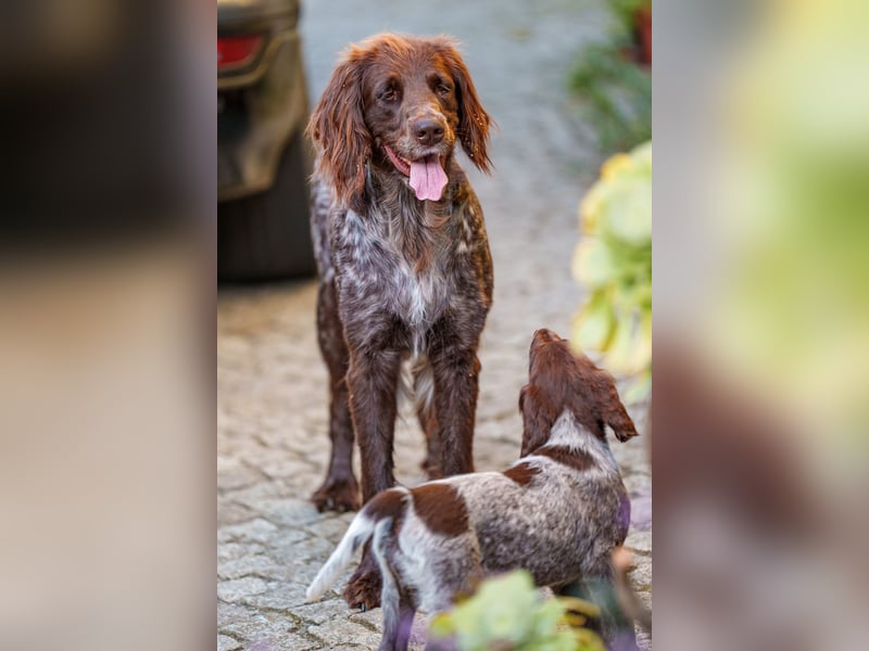 3 Deutsch-Langhaar Rüden suchen noch ein jagdliches Zuhause