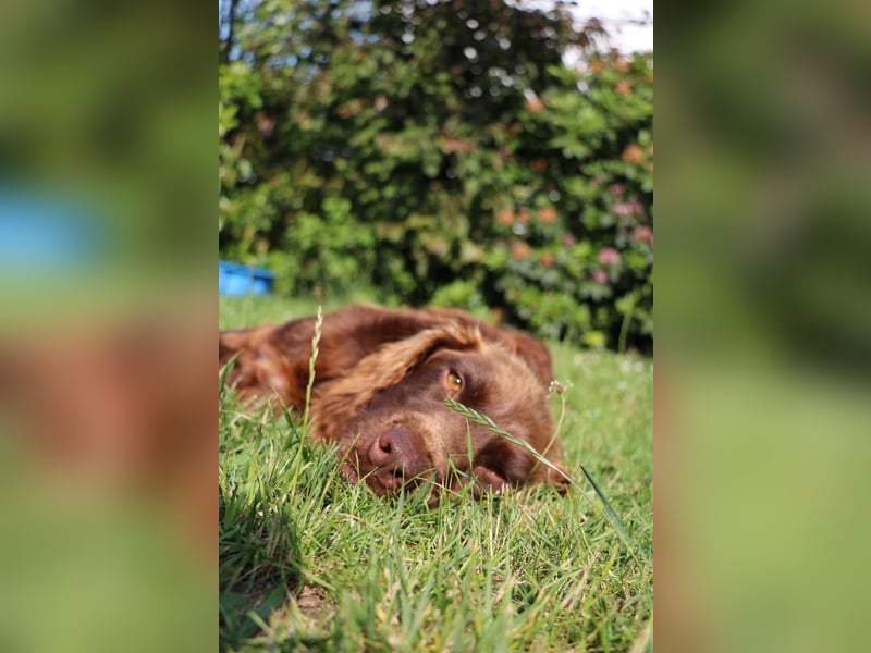 Orlando sucht eine liebe Familie