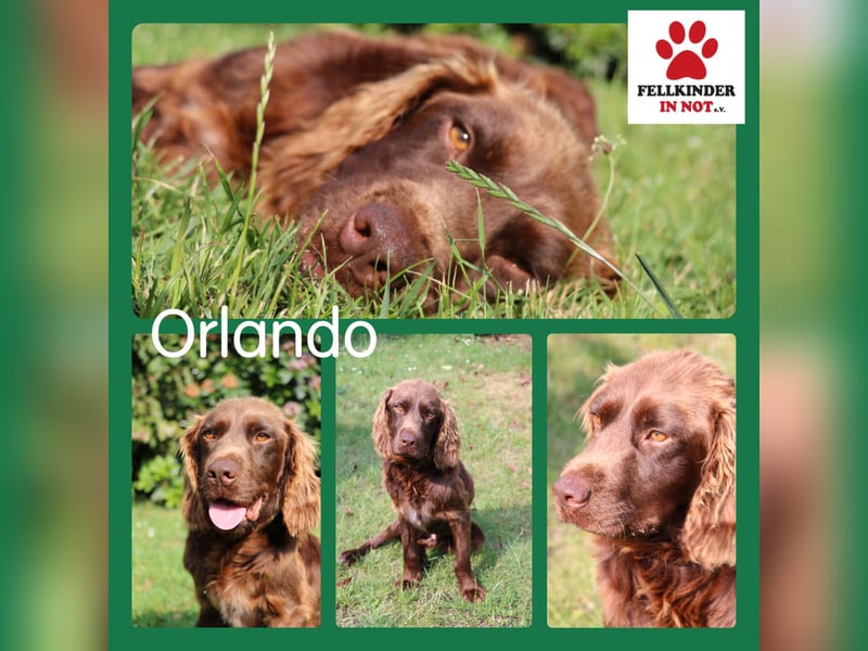 Orlando sucht eine liebe Familie