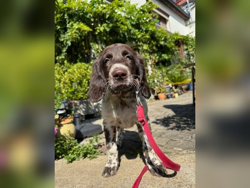 Antonio sucht gutes jagdliches Zuhause