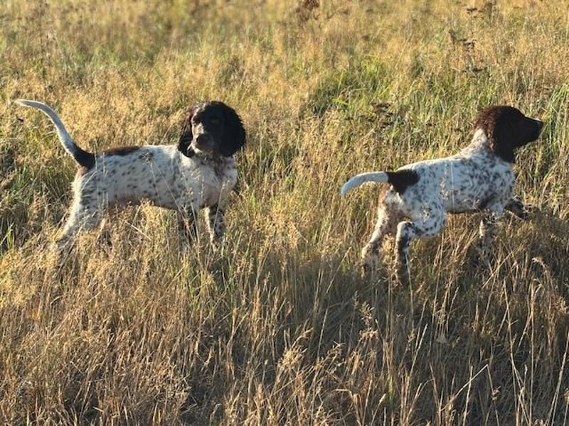 Antonio sucht gutes jagdliches Zuhause