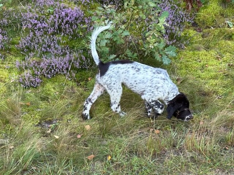 Antonio sucht gutes jagdliches Zuhause