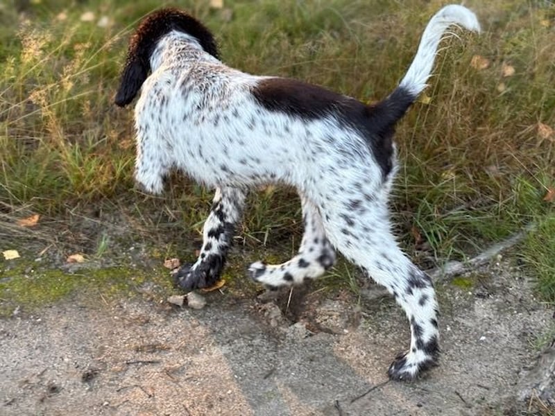 Antonio sucht gutes jagdliches Zuhause