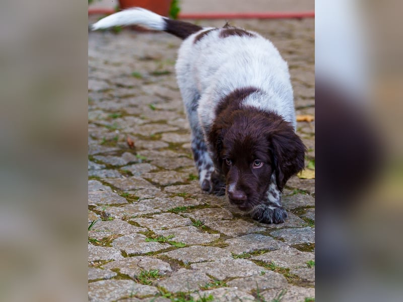 Alfredo sucht ein jagdliches Zuhause