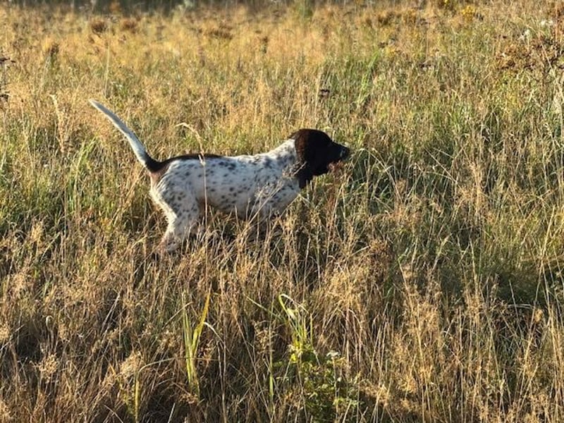 Antonio sucht gutes jagdliches Zuhause