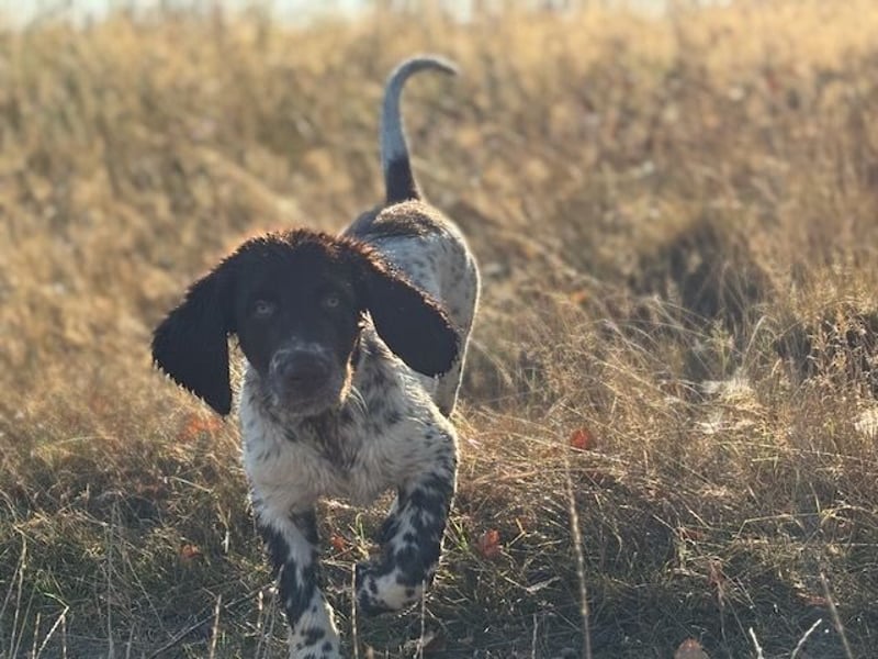 Antonio sucht gutes jagdliches Zuhause