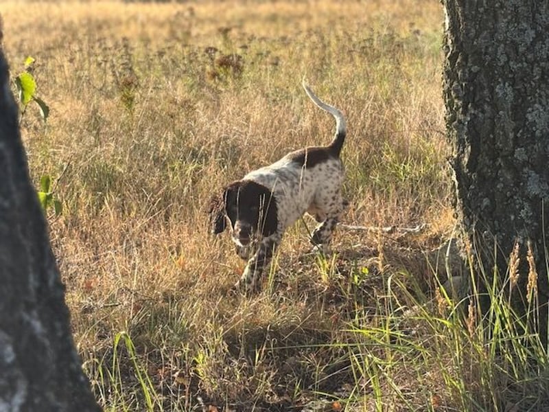 Antonio sucht gutes jagdliches Zuhause