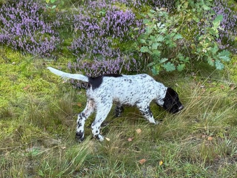 Antonio sucht gutes jagdliches Zuhause