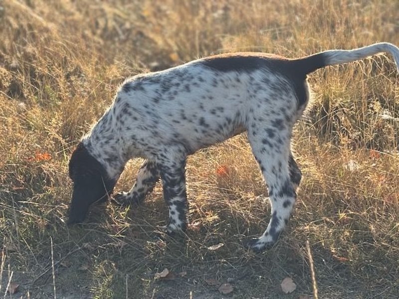 Antonio sucht gutes jagdliches Zuhause