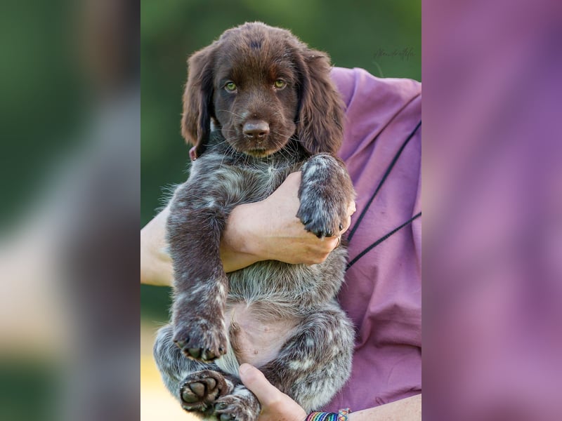 Alfonso sucht einen Jagdpartner