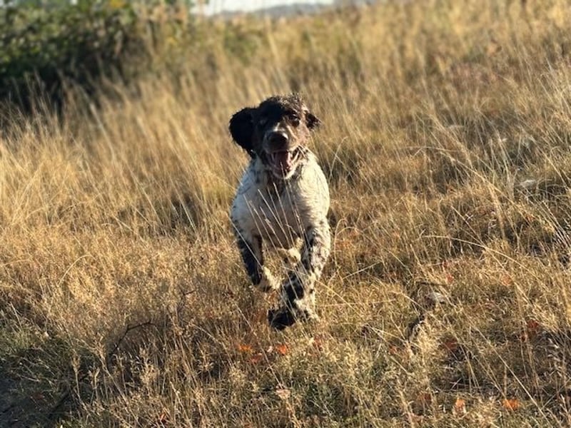 Antonio sucht gutes jagdliches Zuhause