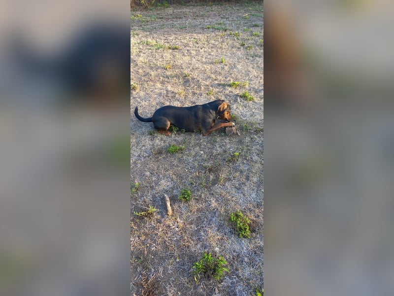 Sweety, hübsche Ludogorsko Hündin ❤️