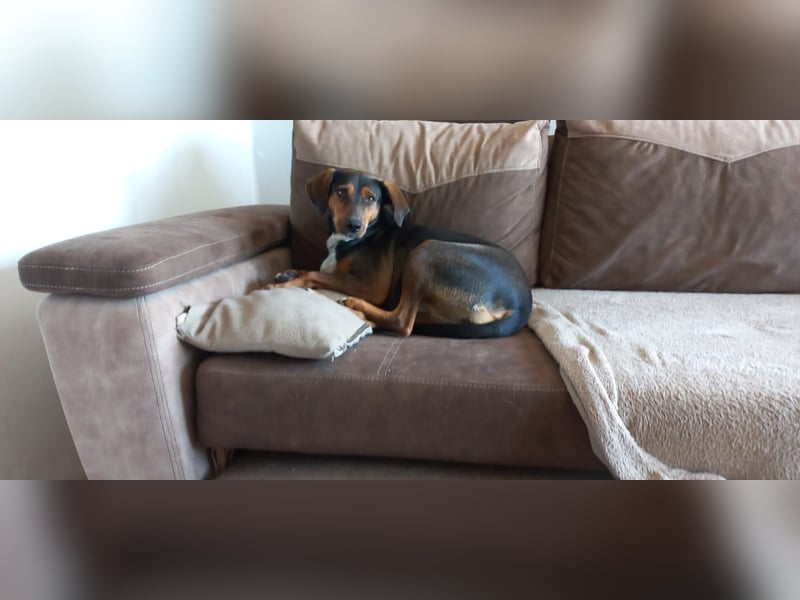 Sweety, hübsche Ludogorsko Hündin ❤️