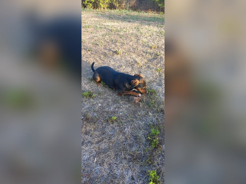 Sweety, hübsche Ludogorsko Hündin ❤️