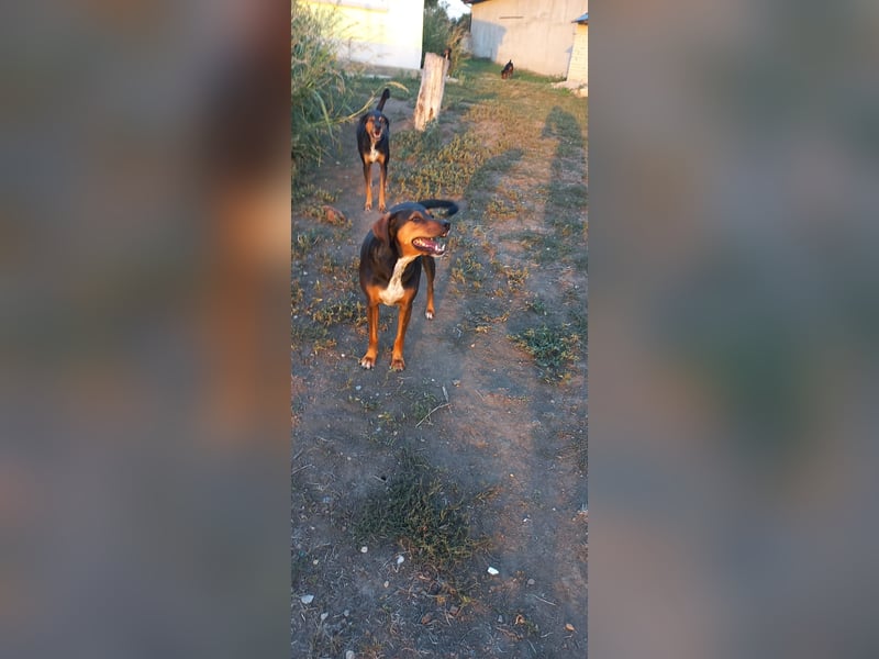 Sweety, hübsche Ludogorsko Hündin ❤️