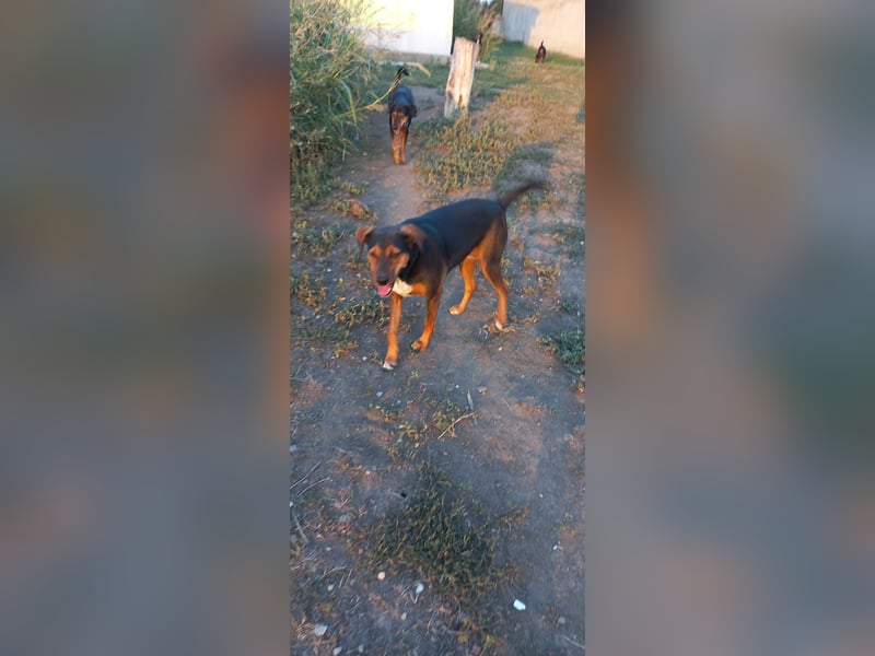 Sweety, hübsche Ludogorsko Hündin ❤️