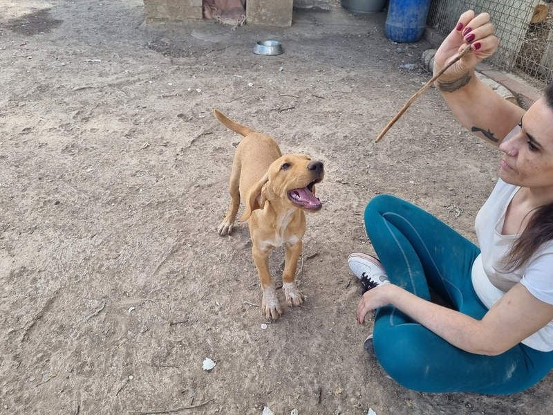 DARDO-neugierig bewegungsfreudig möchte nicht nur kuscheln sondern seine liebevolle Für-immer-Fam."