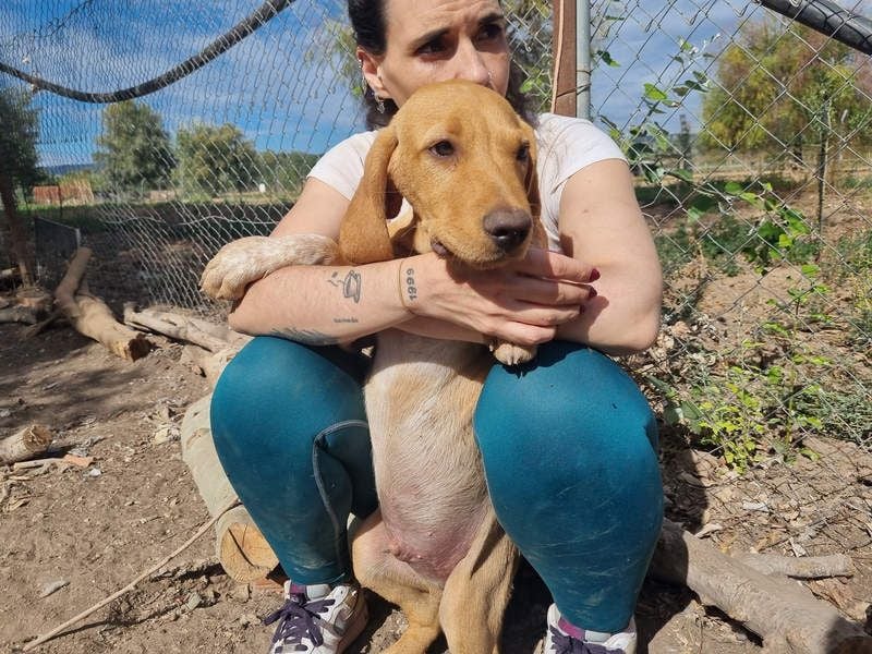 DARDO-neugierig bewegungsfreudig möchte nicht nur kuscheln sondern seine liebevolle Für-immer-Fam."