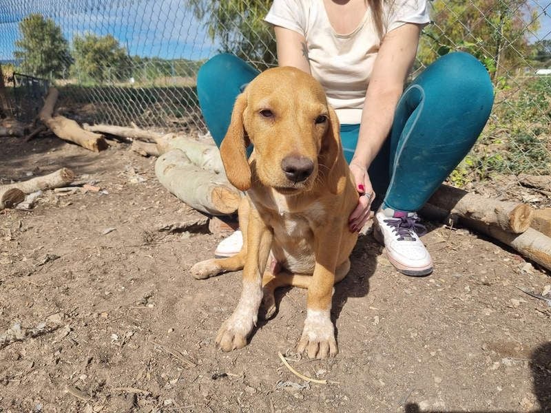 DARDO-neugierig bewegungsfreudig möchte nicht nur kuscheln sondern seine liebevolle Für-immer-Fam."