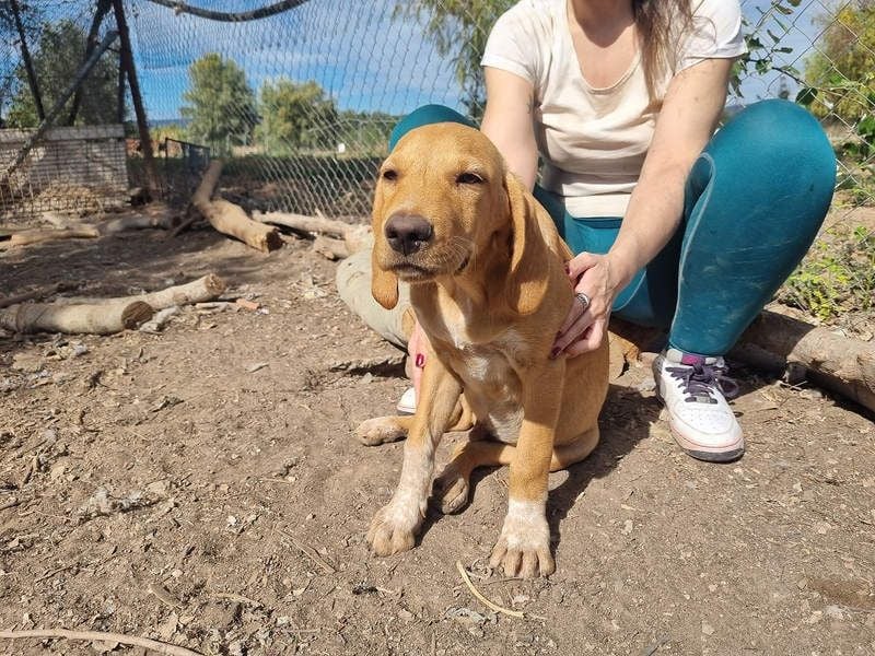 DARDO-neugierig bewegungsfreudig möchte nicht nur kuscheln sondern seine liebevolle Für-immer-Fam."