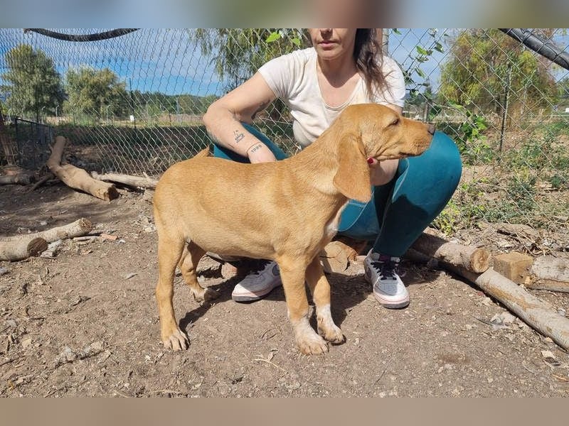 DARDO-neugierig bewegungsfreudig möchte nicht nur kuscheln sondern seine liebevolle Für-immer-Fam."