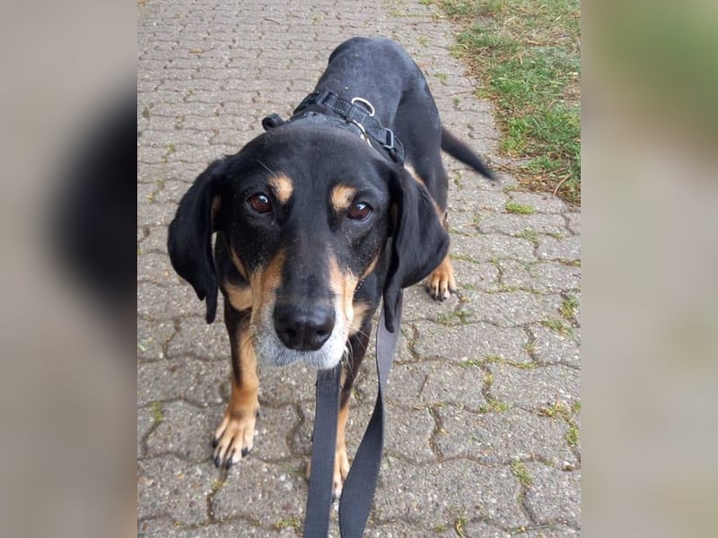 Belinda auf Pflegestelle in 41363 Jüchen