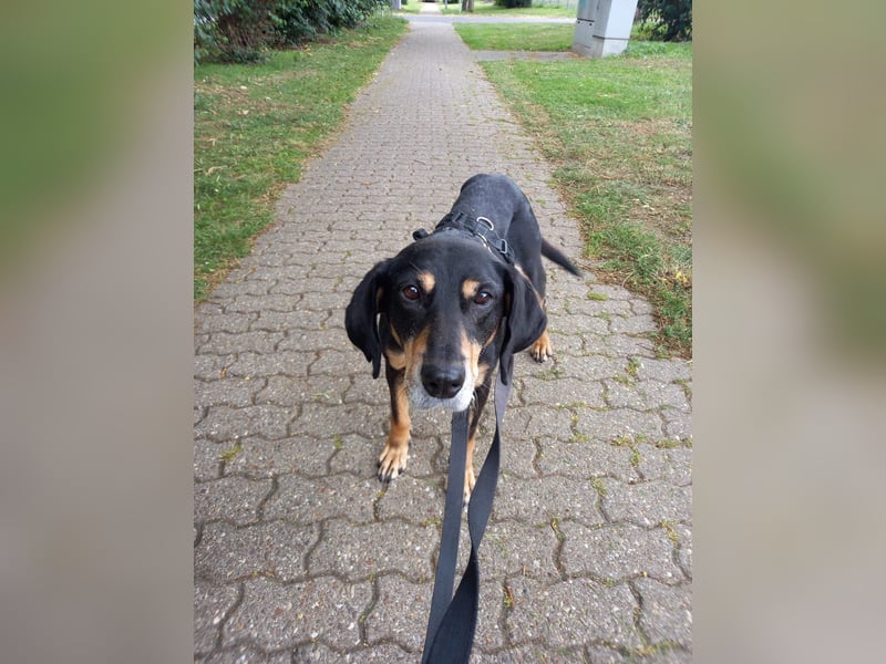 Belinda auf Pflegestelle in 41363 Jüchen