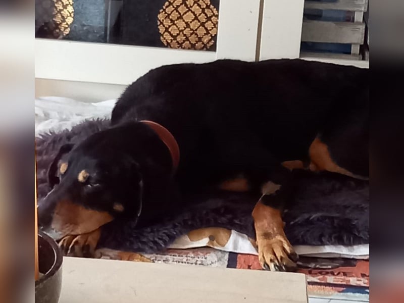 Belinda auf Pflegestelle in 41363 Jüchen