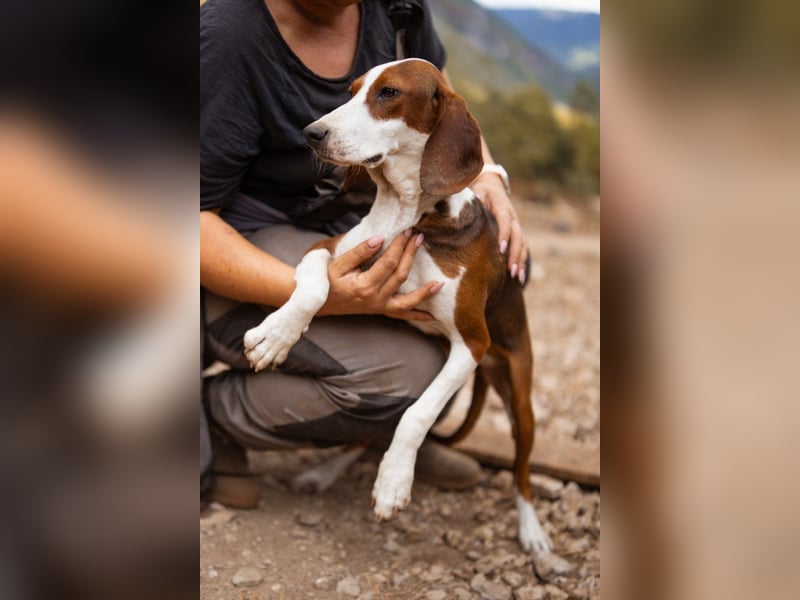 Süße ♥ Skcolina ♥ verspieltes junges Bracken-Mix-Fellmädchen