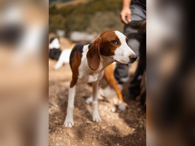 ♥Mira♥ sanfte zauberhafte Bracken-Mix-Fell-Seele