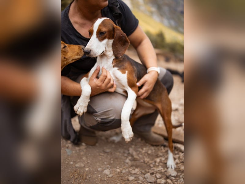 Süße ♥ Skcolina ♥ verspieltes junges Bracken-Mix-Fellmädchen