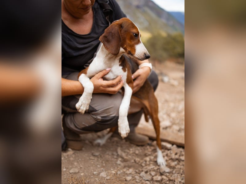 Süße ♥ Skcolina ♥ verspieltes junges Bracken-Mix-Fellmädchen