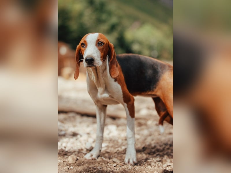 ♥Mira♥ sanfte zauberhafte Bracken-Mix-Fell-Seele