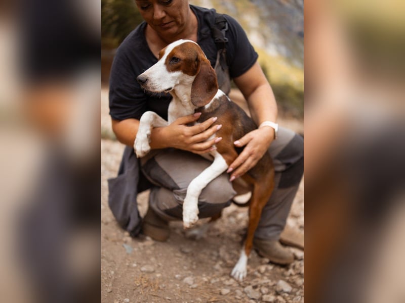 Süße ♥ Skcolina ♥ verspieltes junges Bracken-Mix-Fellmädchen