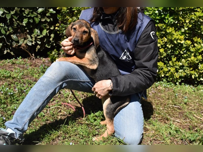 Ugoletto - NOTFALL - (Dringend Pflegestelle oder Zuhause gesucht) Ein Plan muss her!