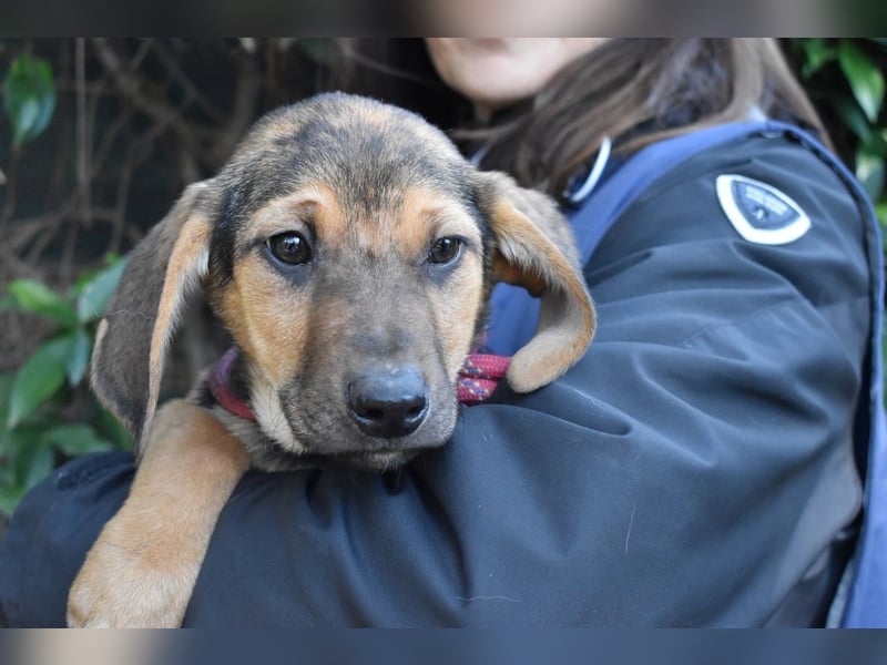 Ugoletto - NOTFALL - (Dringend Pflegestelle oder Zuhause gesucht) Ein Plan muss her!