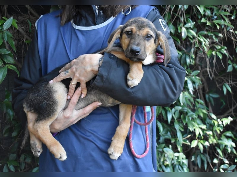 Ugoletto - NOTFALL - (Dringend Pflegestelle oder Zuhause gesucht) Ein Plan muss her!